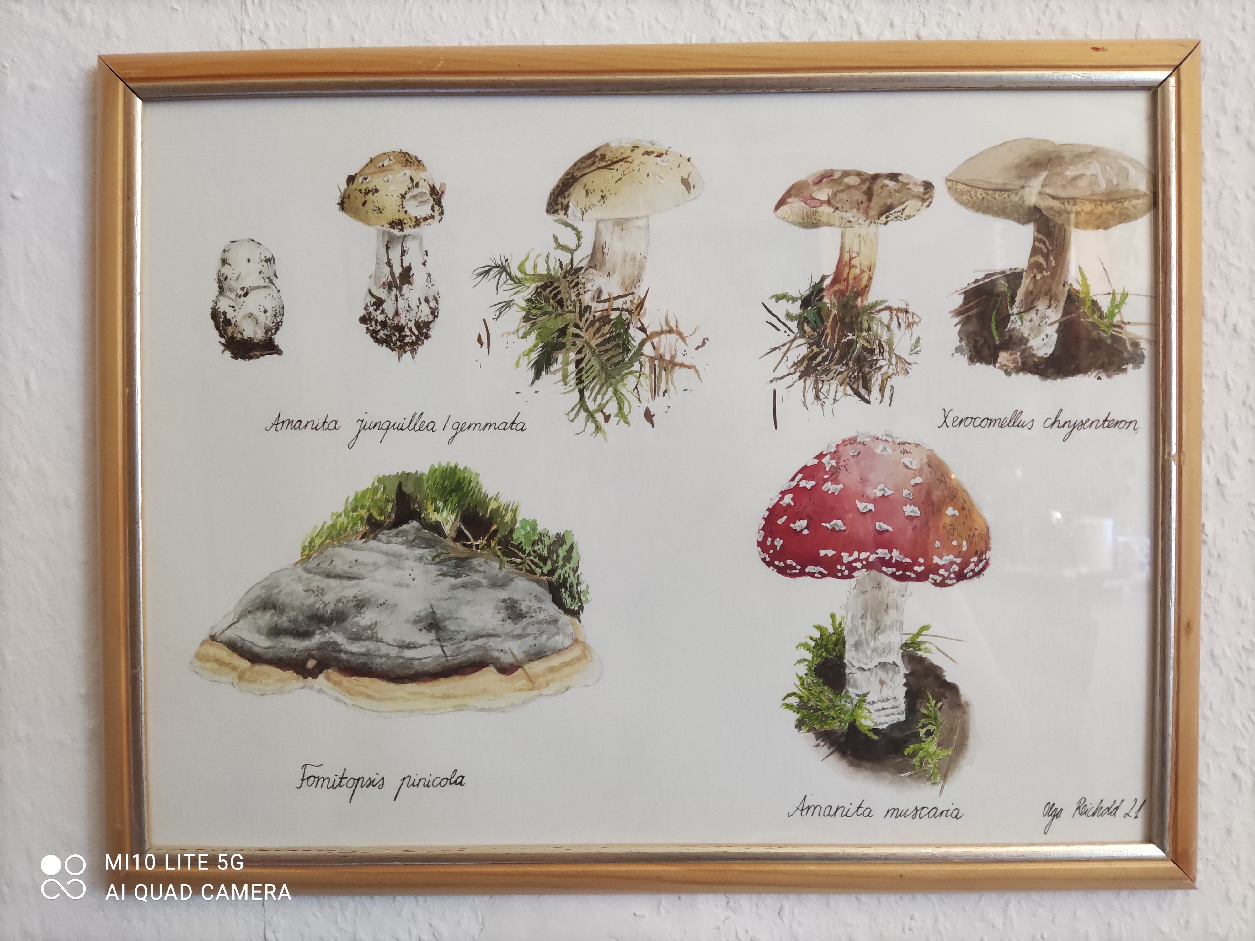 Aquarell Pilze Naturstudie Olga Reichold