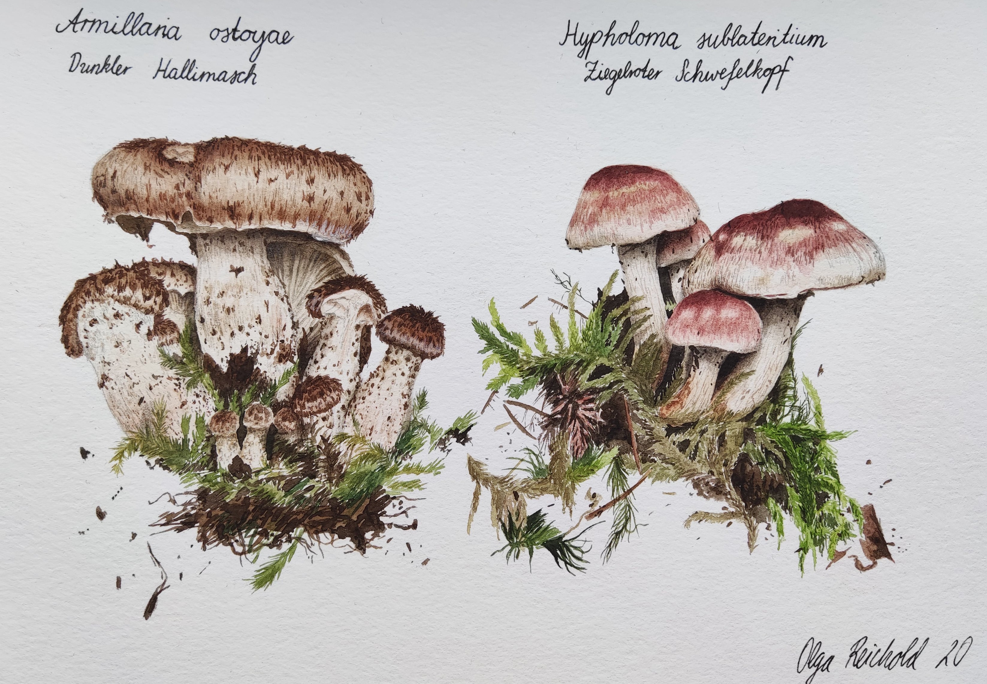 Aquarell Pilze Olga Reichold